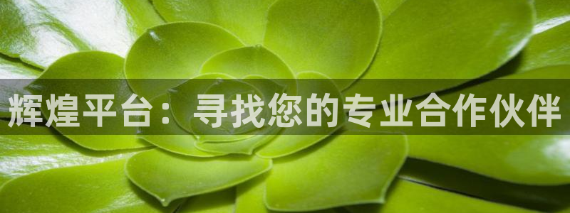 门徒娱乐平台最新版本下载：辉煌平台：寻找您的专业合作伙伴