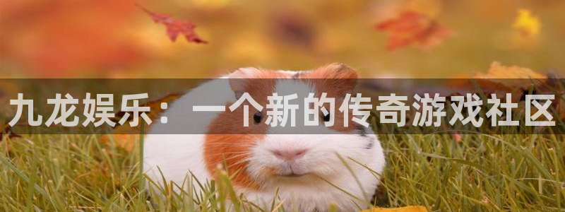门徒娱乐体育合法嘛：九龙娱乐：一个新的传奇游戏社区